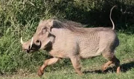 pig.JPG pig.JPG