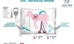 Womb.jpg Womb.jpg