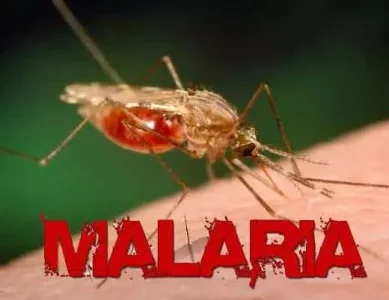 malaria.JPG