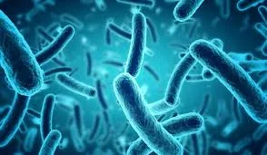 bacteria.jpg bacteria.jpg