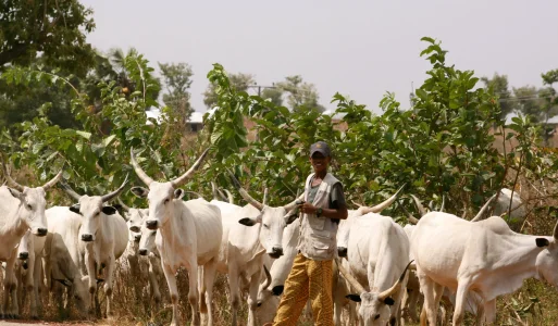 herdsmen-1.jpg herdsmen-1.jpg