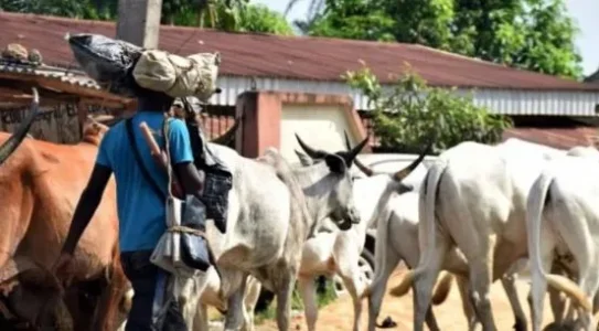herdsmen news.JPG