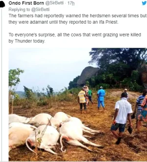 COWS.PNG COWS.PNG