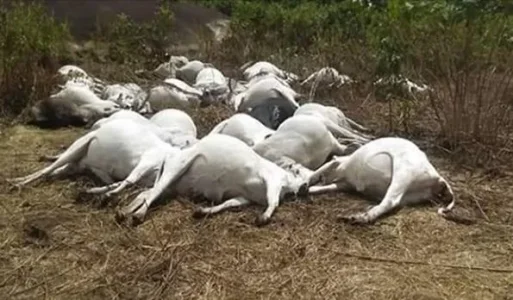 cows.JPG cows.JPG