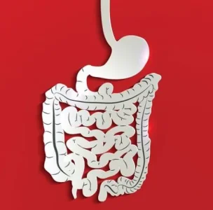 digestive.JPG digestive.JPG