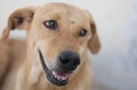 dog.jpg dog.jpg
