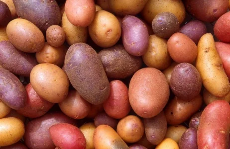 potato.jpg potato.jpg