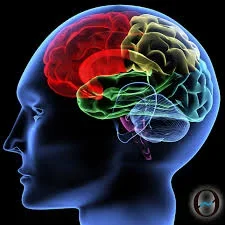 human brain.jpg human brain.jpg