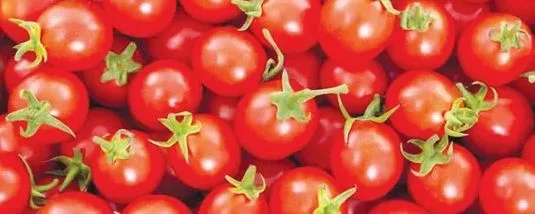 tomato.JPG tomato.JPG
