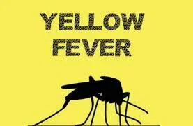 yellow fever.jpg yellow fever.jpg