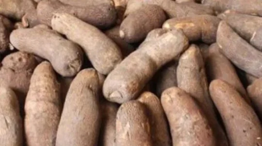 yam.JPG yam.JPG
