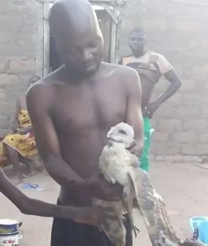 owl.JPG owl.JPG