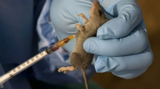 Lassa-fever-653x365.jpg Lassa-fever-653x365.jpg