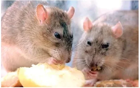 rat.JPG rat.JPG