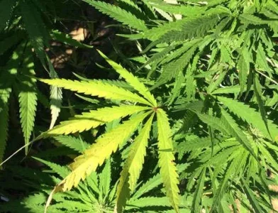 marijuana.JPG marijuana.JPG