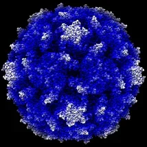 polio virus.jpg polio virus.jpg