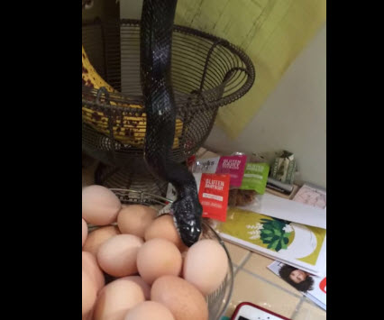 snake-eggs.jpg