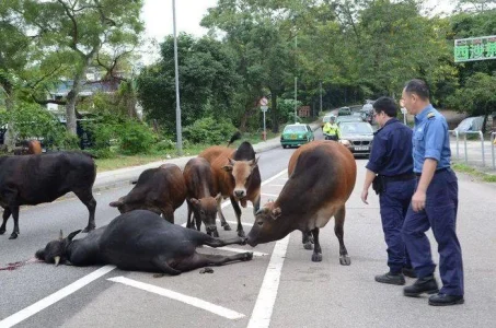 cattle.jpg cattle.jpg