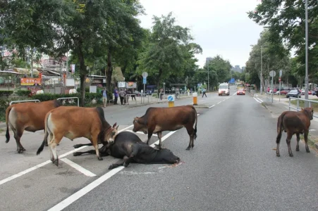 cattle2.jpg cattle2.jpg
