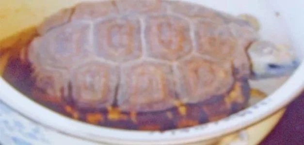 Tortoise-702x336.jpg Tortoise-702x336.jpg