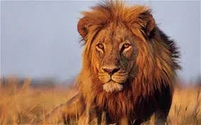 lion.jpe lion.jpe