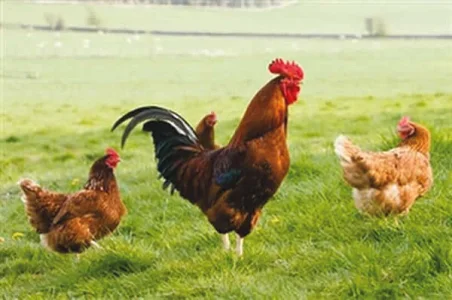 chicken.jpg chicken.jpg