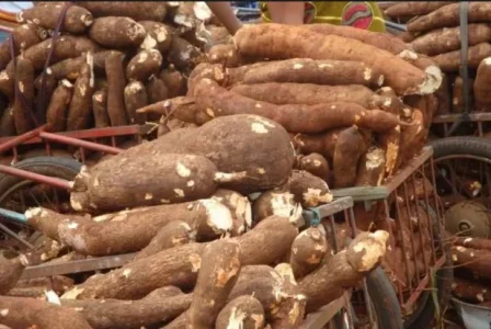 cassava.JPG cassava.JPG