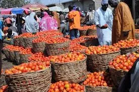 tomatoesLagos.jpe tomatoesLagos.jpe