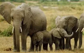 Elephant.jpe Elephant.jpe