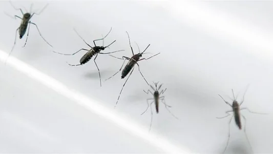 zika-1-1062x598.jpg zika-1-1062x598.jpg