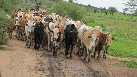 cattle.jpg cattle.jpg