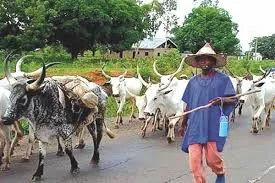 herdsmen.jpg herdsmen.jpg