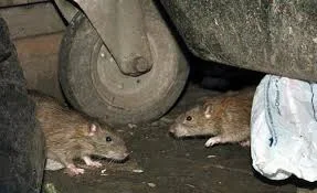Bauchi Lassa Fever Patient Finally Dies