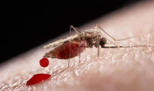 zika mosquito.jpg zika mosquito.jpg