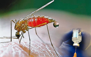 Malaria-vaccine-360x226.jpg