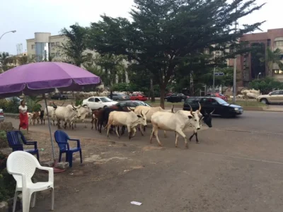 abuja cows.jpg