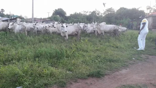 cows5.jpg