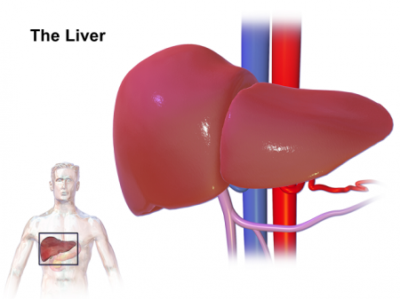 liver.png