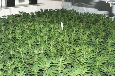 Medicinal Marijuana.png Medicinal Marijuana.png