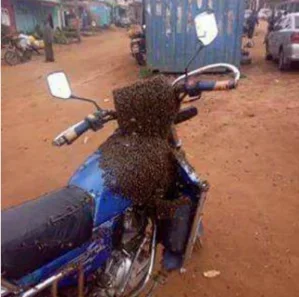bee bike 1.PNG