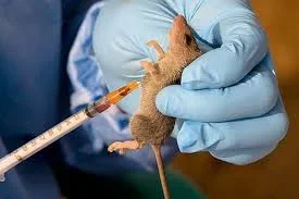 Lassa Fever Resurfaces In Abeokuta; One Person Dead Already



