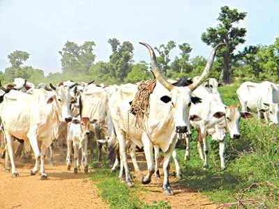 Cows (1).jpg Cows (1).jpg