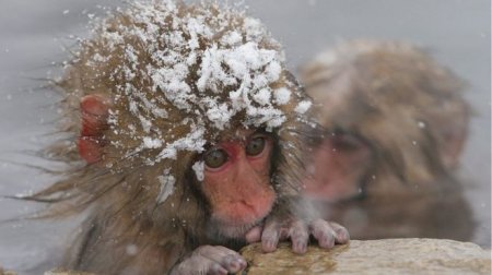 japanese monkey.jpg