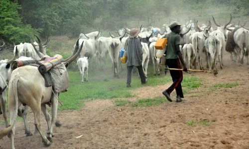 herdsmen 3.jpg herdsmen 3.jpg