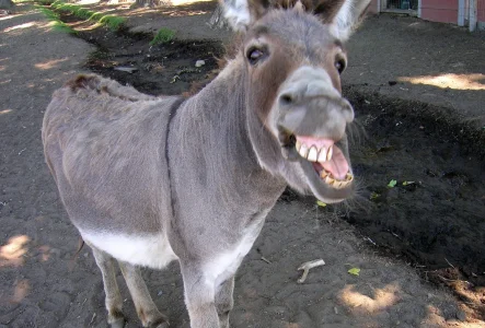 Man Jailed 8 Months for Raping a Donkey in Zimbabwe