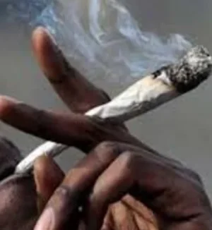 indian hemp.PNG