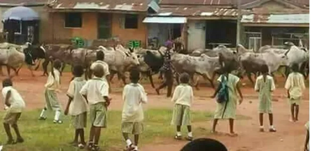 Cows-in-classroom.jpg