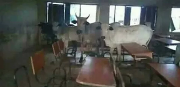 The-cows.jpg