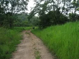 Man Kills Wife After Having Sex With Her in Bush