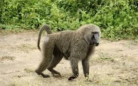 baboon.jpg